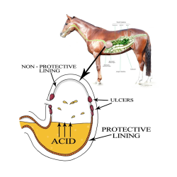 Acidbuf maagpoeder