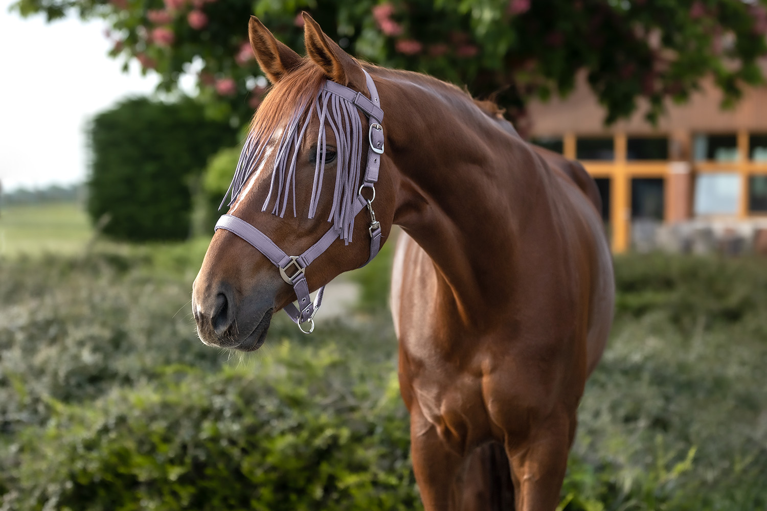 vliegenmasker paard