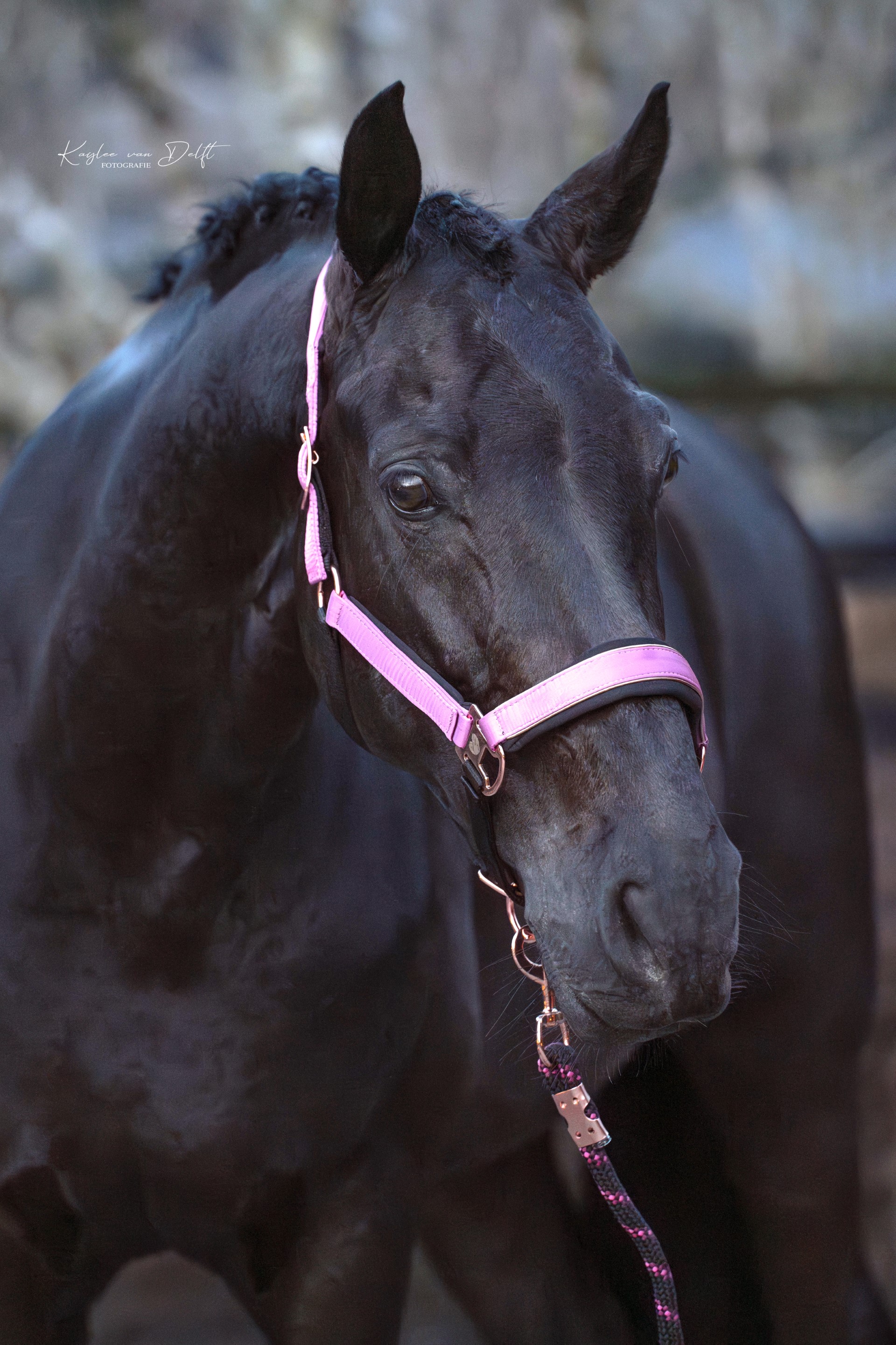 Halsters paard